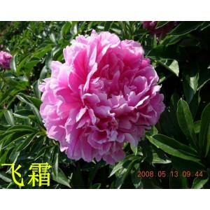 觀賞芍藥 精品芍藥 芍藥花 芍藥批發價格低廉 春秋園藝芍藥