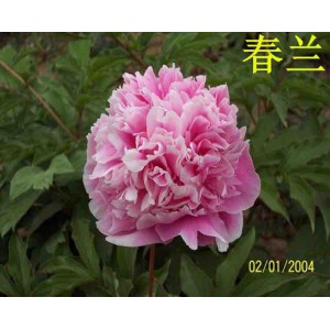 觀賞芍藥 精品芍藥 芍藥花 芍藥批發價格低廉 春秋園藝芍藥