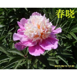 觀賞芍藥 精品芍藥 芍藥花 芍藥批發價格低廉 春秋園藝芍藥