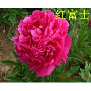 觀賞芍藥 精品芍藥 芍藥花 芍藥批發價格低廉 春秋園藝芍藥