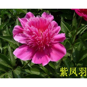 觀賞芍藥 精品芍藥 芍藥花 芍藥批發價格低廉 春秋園藝芍藥