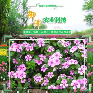 長春花 長春花批發 長春花花苗  御澤