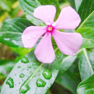 長春花 長春花批發 長春花花苗  御澤