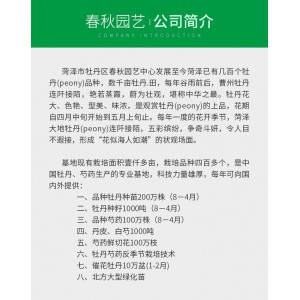 復葉槭價格 出售復葉槭 復葉槭苗批發