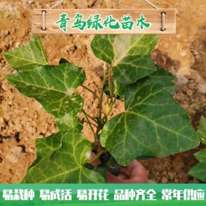 青州綠化苗木種植基地直供常春藤 庭院綠化用常青藤小苗批發價格