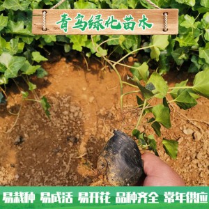 青州綠化苗木種植基地直供常春藤 庭院綠化用常青藤小苗批發價格