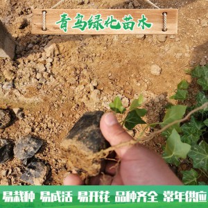 青州綠化苗木種植基地直供常春藤 庭院綠化用常青藤小苗批發價格