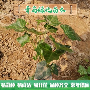 青州綠化苗木種植基地直供常春藤 庭院綠化用常青藤小苗批發價格