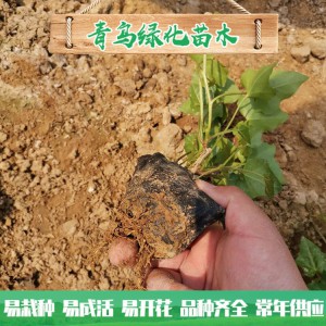 青州綠化苗木種植基地直供常春藤 庭院綠化用常青藤小苗批發價格