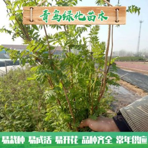 山東珍珠梅種植 30公分40公分珍珠梅小苗 叢生珍珠梅批發(fā)價格