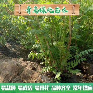 山東珍珠梅種植 30公分40公分珍珠梅小苗 叢生珍珠梅批發(fā)價格