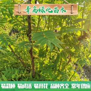 山東珍珠梅種植 30公分40公分珍珠梅小苗 叢生珍珠梅批發(fā)價格