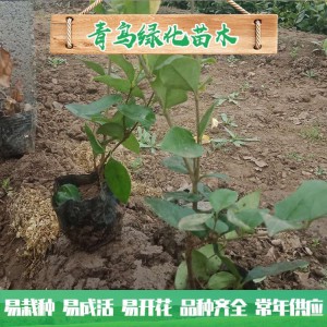 金森女貞種植基地 金森女貞小苗價格 綠化工程用苗