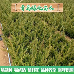 青州小龍柏種植基地現(xiàn)貨直銷小龍柏 綠化工程用龍柏 小龍柏批發(fā)價(jià)格 規(guī)格齊全 量大優(yōu)惠