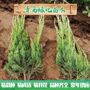 青州小龍柏種植基地現(xiàn)貨直銷小龍柏 綠化工程用龍柏 小龍柏批發(fā)價(jià)格 規(guī)格齊全 量大優(yōu)惠