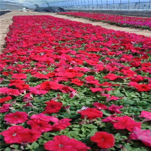 山東草花生產基地 牽牛價格 開春好苗子 牽牛杯苗