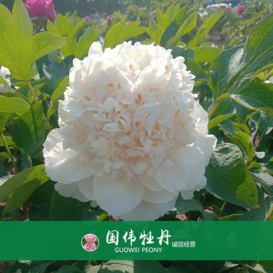 精品牡丹 菏澤牡丹苗批發 牡丹苗價格 國偉牡丹苗種植基地 常年供應牡丹苗