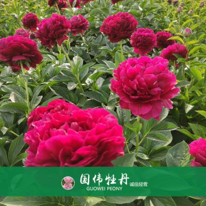 芍藥價(jià)格 山東觀賞牡丹 觀賞芍藥價(jià)格 牡丹芍藥種植基地