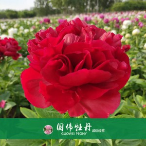 芍藥價(jià)格 山東觀賞牡丹 觀賞芍藥價(jià)格 牡丹芍藥種植基地