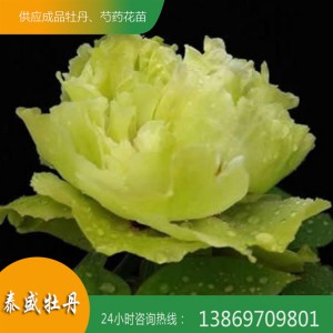 觀賞牡丹花 菏澤精品牡丹 重瓣牡丹 泰盛牡丹