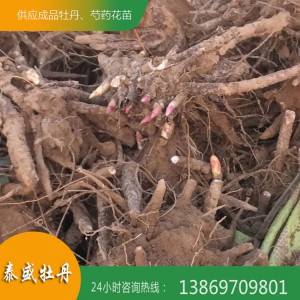 菏澤牡丹基地直供精品觀賞芍藥 芍藥苗 芍藥種子 芍藥種苗 泰盛牡丹