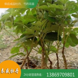 油用牡丹花 菏澤牡丹 油用牡丹種苗價格 泰盛牡丹