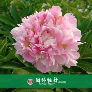 芍藥價(jià)格 山東觀賞牡丹 觀賞芍藥價(jià)格 牡丹芍藥種植基地