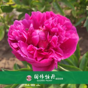 芍藥價(jià)格 山東觀賞牡丹 觀賞芍藥價(jià)格 牡丹芍藥種植基地