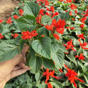 一串紅花草  一串紅盆栽   種植基地   廠家直供