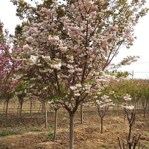 山東早櫻花種植基地 早櫻花樹苗批發(fā)銷售 大海苗木