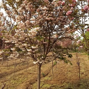 山東早櫻花種植基地 早櫻花樹苗批發(fā)銷售 大海苗木