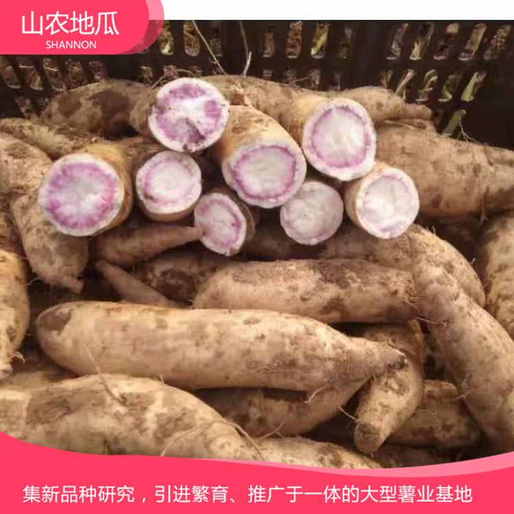 高品質(zhì)地瓜菏澤紅丹地瓜種植 商薯19地瓜苗批發(fā) 普薯32 秦薯8號批發(fā)