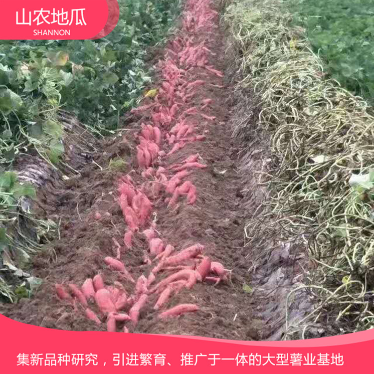 高品質(zhì)地瓜菏澤紅丹地瓜種植 商薯19地瓜苗批發(fā) 普薯32 秦薯8號批發(fā)