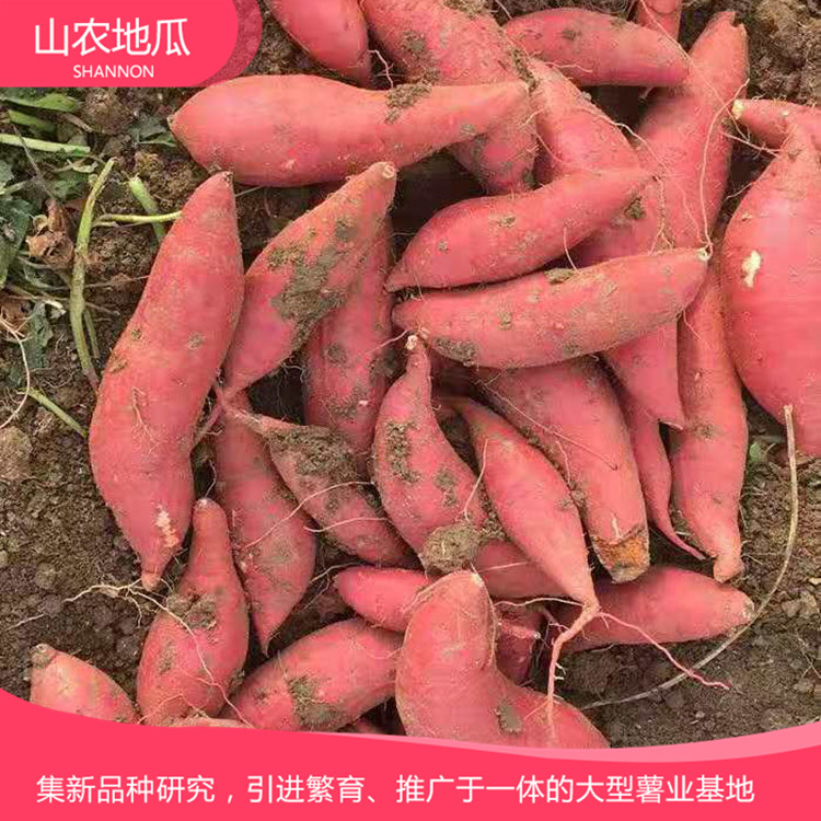 高品質(zhì)地瓜菏澤紅丹地瓜種植 商薯19地瓜苗批發(fā) 普薯32 秦薯8號批發(fā)