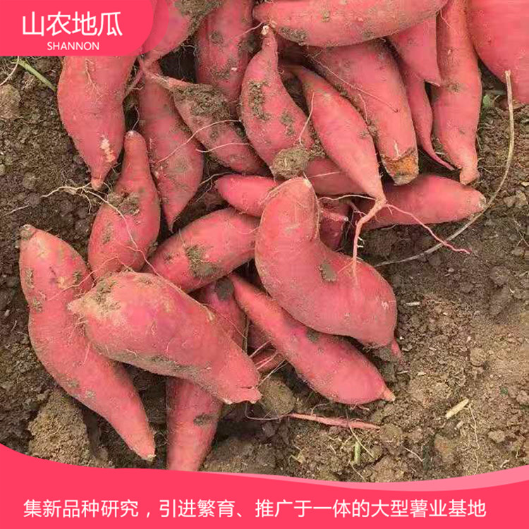 山東威海煙薯25 鶯歌 龍署九號地瓜基地直銷 廠家直銷西瓜紅價格