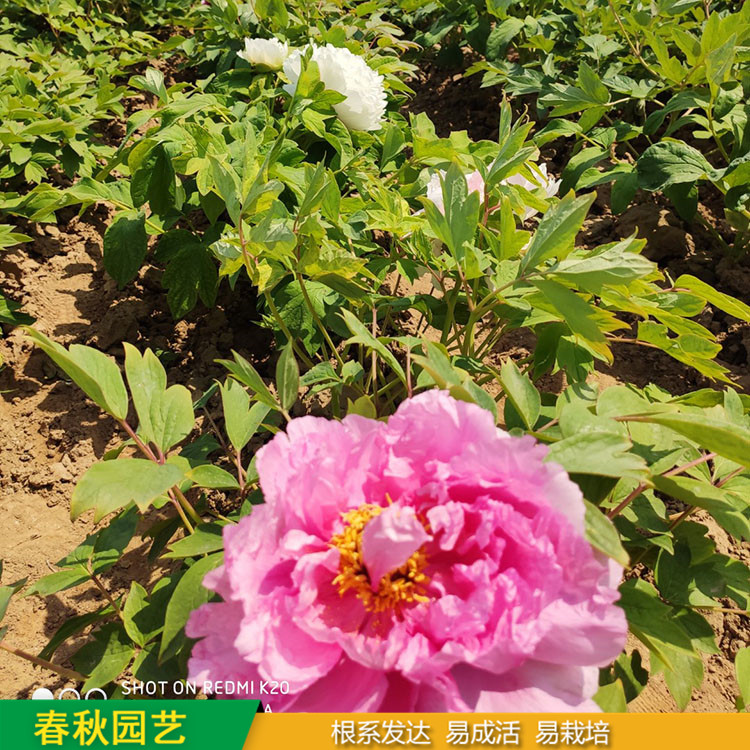 春節(jié)催花牡丹 庭院栽培牡丹花 品種眾多 耐寒喜陽 花色多