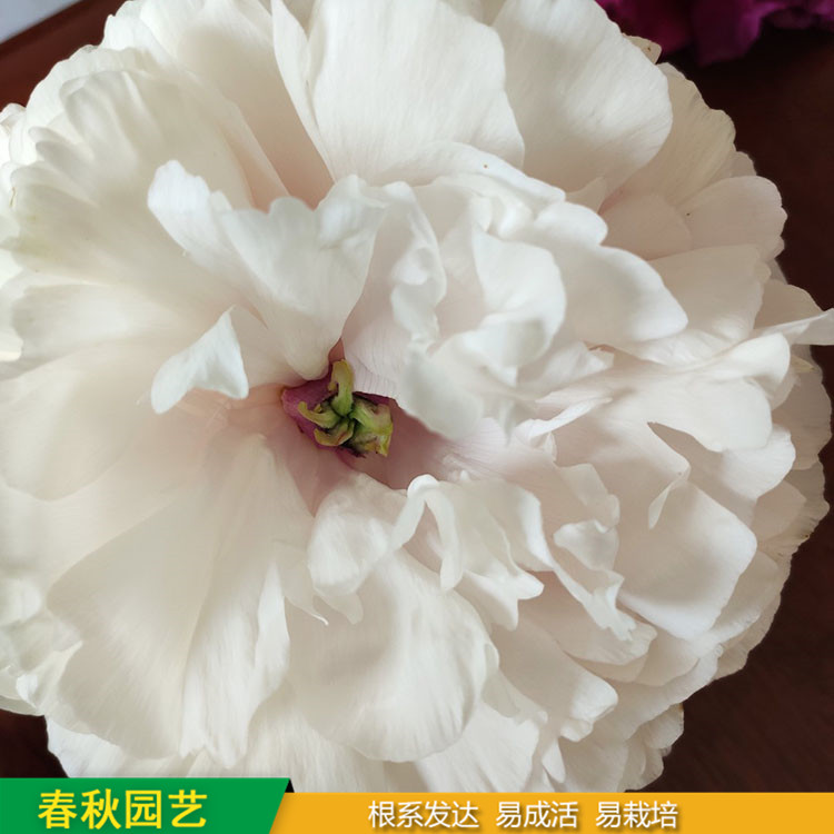 春節(jié)催花牡丹 庭院栽培牡丹花 品種眾多 耐寒喜陽 花色多