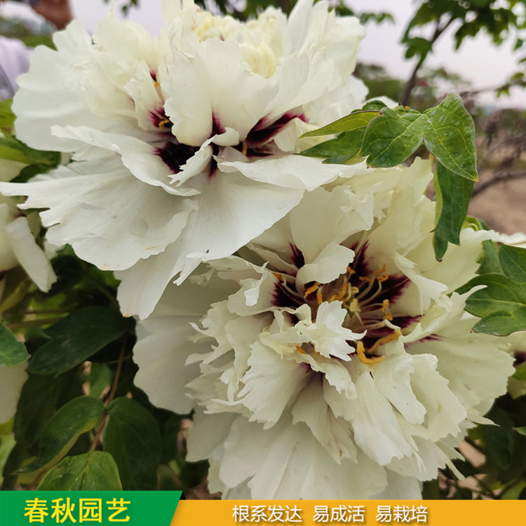 春節(jié)催花牡丹 庭院栽培牡丹花 品種眾多 耐寒喜陽 花色多