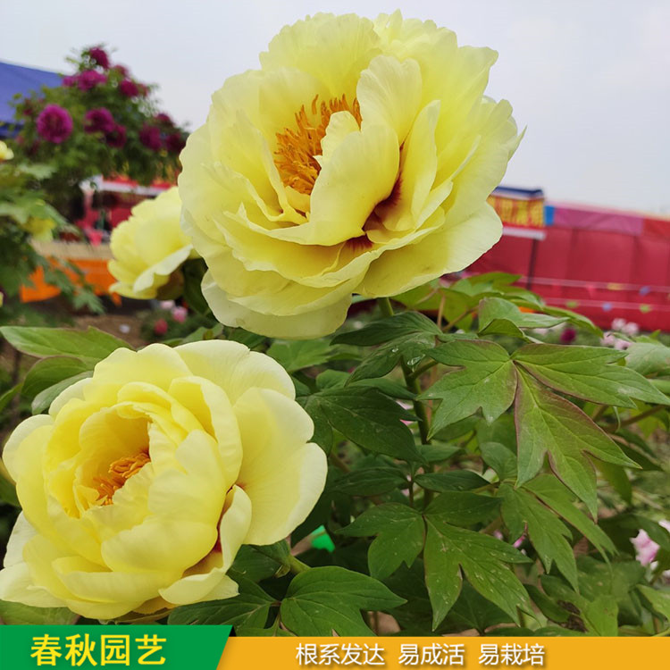 春節(jié)催花牡丹 庭院栽培牡丹花 品種眾多 耐寒喜陽 花色多