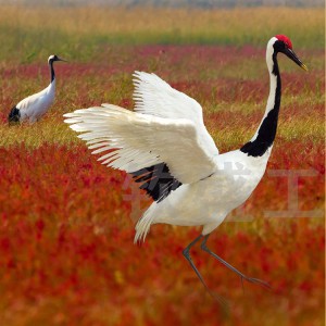 仿真丹頂鶴標本 仿真羽毛動物模型 景區創意擺件