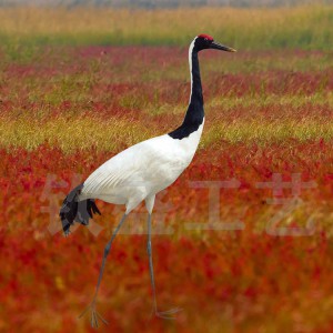 仿真丹頂鶴標本 仿真羽毛動物模型 景區創意擺件