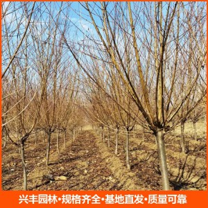 8公分紅葉碧桃 紅葉碧桃批發 紅葉碧桃價格