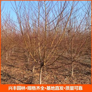 8公分紅葉碧桃 紅葉碧桃批發 紅葉碧桃價格