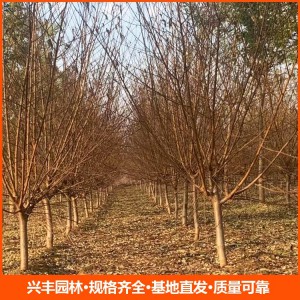 8公分紅葉碧桃 紅葉碧桃批發 紅葉碧桃價格