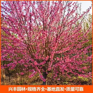 6公分紅葉碧桃 紅葉碧桃 紅葉碧桃苗