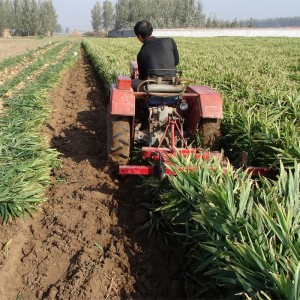 新款大姜收割機 四輪拖拉機帶的出姜機 大姜收獲犁 農用大姜收獲機