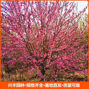 山東9公分紅葉碧桃 觀賞性紅葉碧桃 紅葉碧桃綠化樹