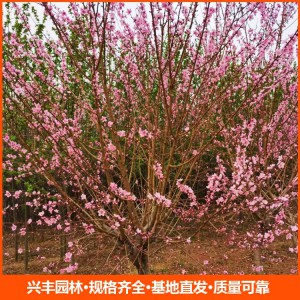 常年供應12公分紅葉碧桃 行道樹紅葉碧桃樹 園林植物落葉喬木